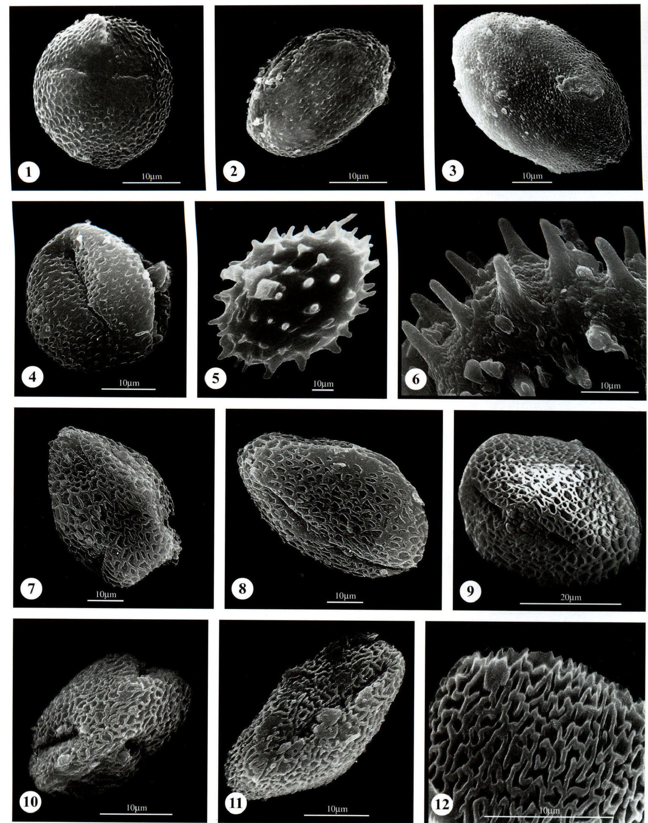 图版38 椴树科 Tiliaceae；梧桐科 Sterculiaceae